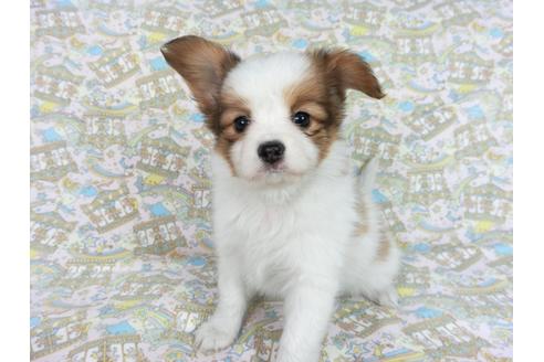 成約済の千葉県のパピヨン-83360の4枚目