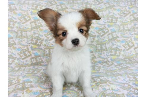 成約済の千葉県のパピヨン-83360の3枚目