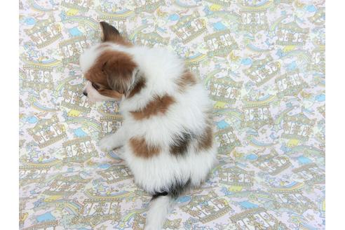 成約済の千葉県のパピヨン-83360の2枚目