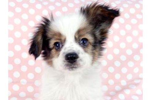 成約済の千葉県のパピヨン-83875の1枚目