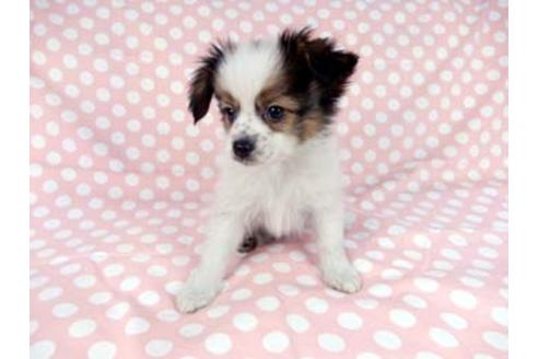 成約済の千葉県のパピヨン-83875の4枚目