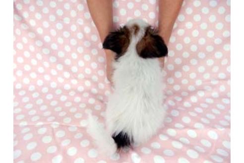 成約済の千葉県のパピヨン-83875の2枚目