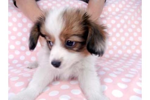 成約済の千葉県のパピヨン-83878の1枚目