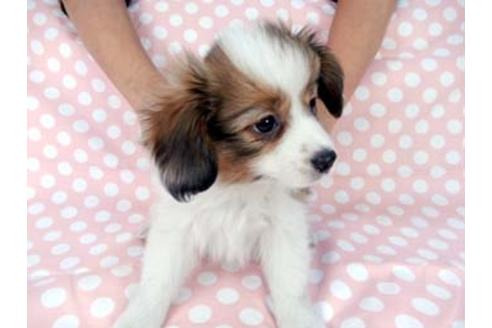 成約済の千葉県のパピヨン-83878の3枚目