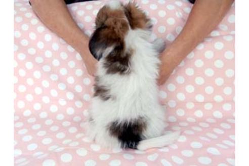 成約済の千葉県のパピヨン-83878の2枚目