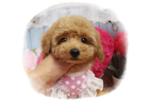 成約済の岡山県のタイニープードル-83889の1枚目