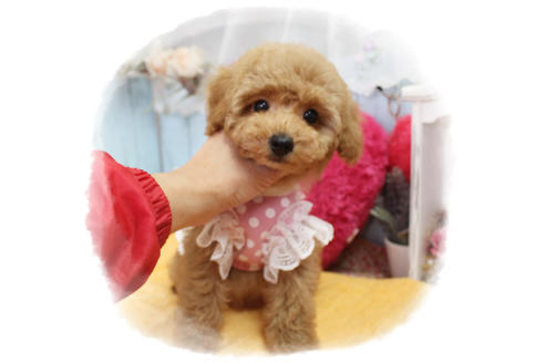 成約済の岡山県のタイニープードル-83889の9枚目