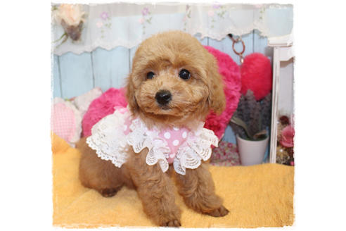 成約済の岡山県のタイニープードル-83889の8枚目