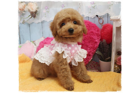 成約済の岡山県のタイニープードル-83889の7枚目