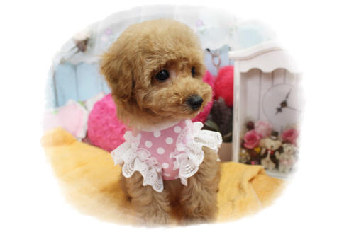 成約済の岡山県のタイニープードル-83889の6枚目