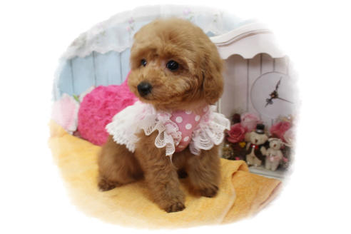 成約済の岡山県のタイニープードル-83889の4枚目