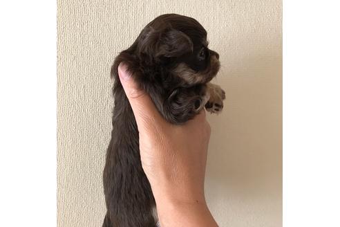 成約済の徳島県のチワワ(ロングコート)-83909の3枚目