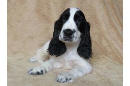 山口県のイングリッシュコッカースパニエル 女の子 19 08 24生まれ ブラック ホワイト 子犬id ブリーダーナビ