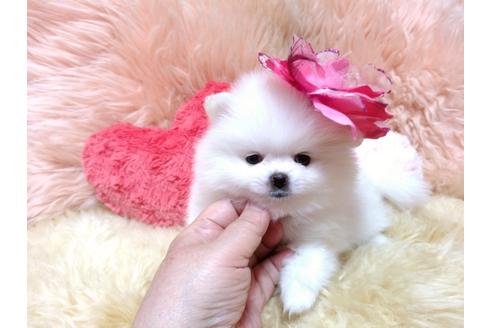 成約済の愛知県のミックス犬-83925の1枚目