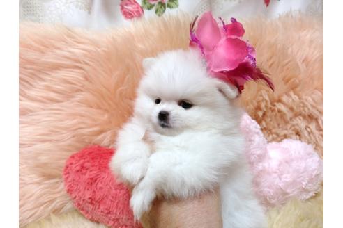 成約済の愛知県のミックス犬-83925の5枚目