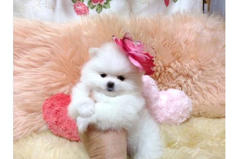 成約済の愛知県のミックス犬-83925の2枚目