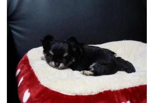 成約済の香川県のチワワ(ロングコート)-82914の3枚目