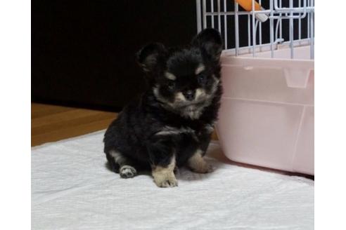 成約済の香川県のチワワ(ロングコート)-82914の2枚目