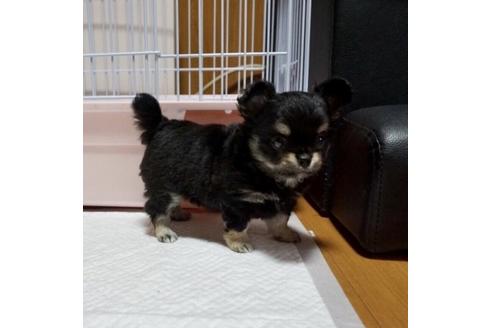 成約済の香川県のチワワ(ロングコート)-82914の1枚目