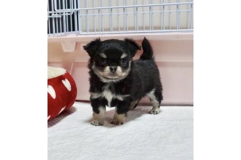 成約済の香川県のチワワ(ロングコート)-82915の1枚目