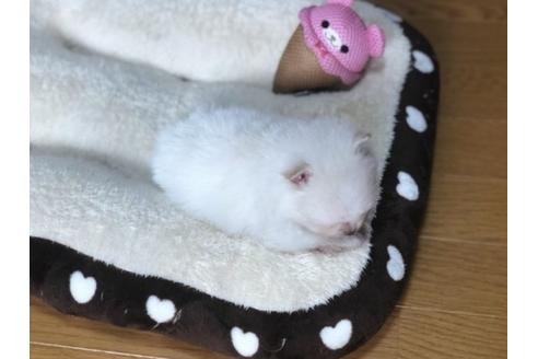 成約済の香川県のポメラニアン-83933の3枚目