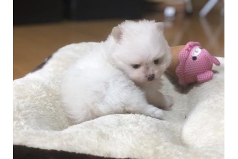 成約済の香川県のポメラニアン-83933の2枚目