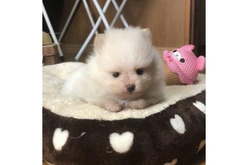 成約済の香川県のポメラニアン-83933の1枚目