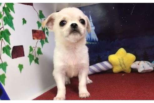 成約済の香川県のミックス犬-82194の2枚目