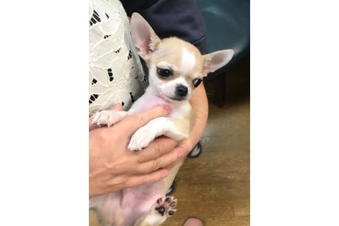 成約済の神奈川県のチワワ(スムースコート)-81322の6枚目