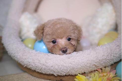 成約済の滋賀県のトイプードル-83068の1枚目