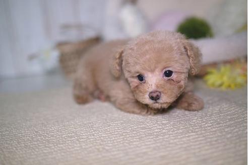 成約済の滋賀県のトイプードル-83068の5枚目