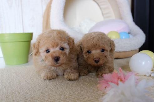 成約済の滋賀県のトイプードル-83068の4枚目