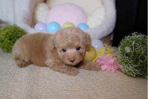 成約済の滋賀県のトイプードル-83068の3枚目