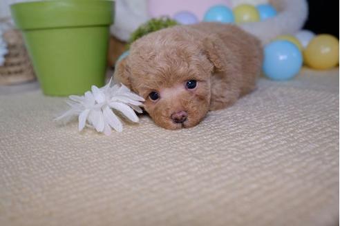 成約済の滋賀県のトイプードル-83068の2枚目