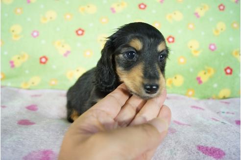 成約済の兵庫県のミニチュアダックスフンド(ロングヘアード)-83981の3枚目