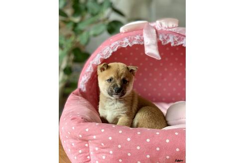 成約済の大阪府の柴犬-83983の1枚目