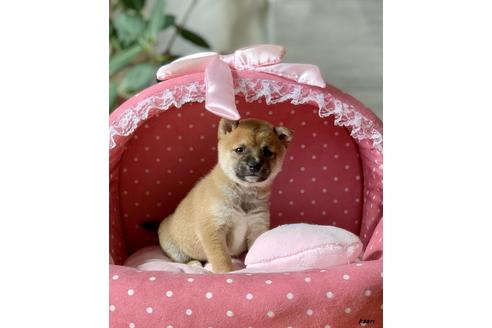 成約済の大阪府の柴犬-83983の3枚目