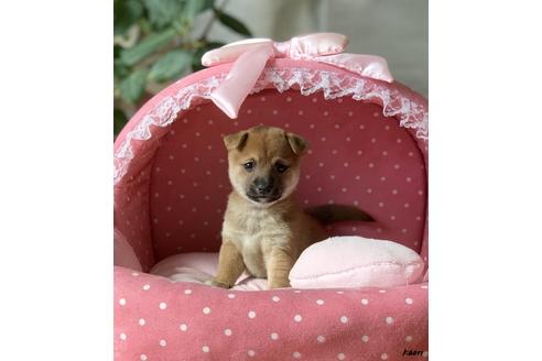 成約済の大阪府の柴犬-83986の3枚目