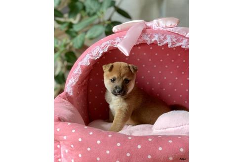 成約済の大阪府の柴犬-83986の2枚目