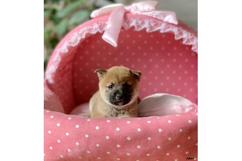 成約済の大阪府の柴犬-83987の1枚目