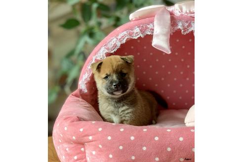 成約済の大阪府の柴犬-83989の1枚目