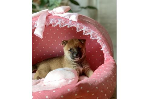 成約済の大阪府の柴犬-83989の2枚目