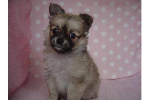 成約済の長崎県のミックス犬-83995の2枚目