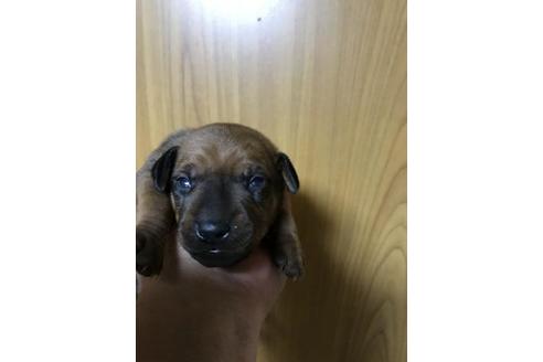 成約済の長崎県のミニチュアピンシャー(ミニピン)-83996の8枚目