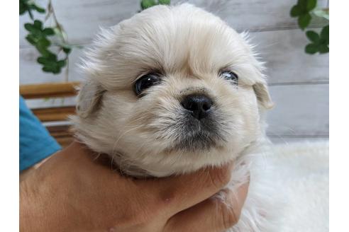 成約済の静岡県のペキニーズ-82614の1枚目