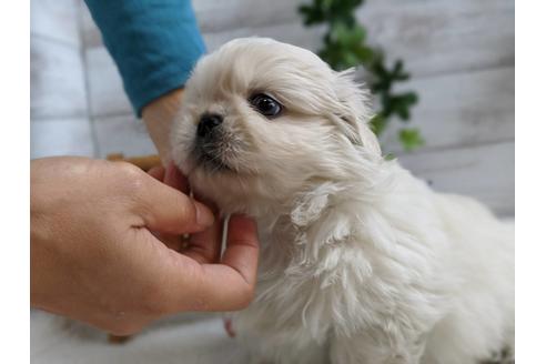 成約済の静岡県のペキニーズ-82614の3枚目