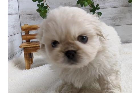 成約済の静岡県のペキニーズ-82614の2枚目