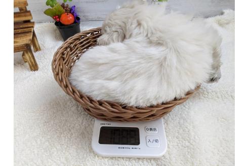 成約済の静岡県のペキニーズ-82615の2枚目