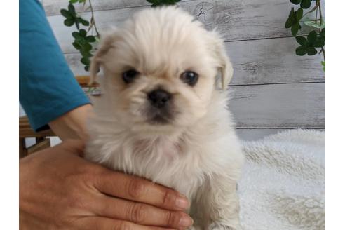 成約済の静岡県のペキニーズ-82615の1枚目