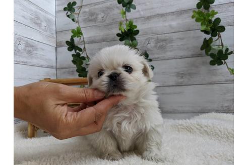 成約済の静岡県のペキニーズ-82616の4枚目